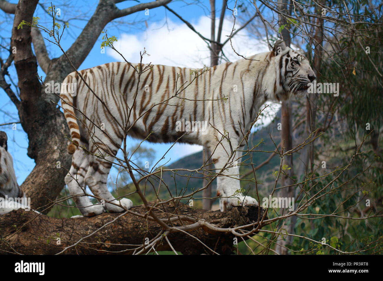 Tigre à peau blanche sur un arbre. Banque D'Images