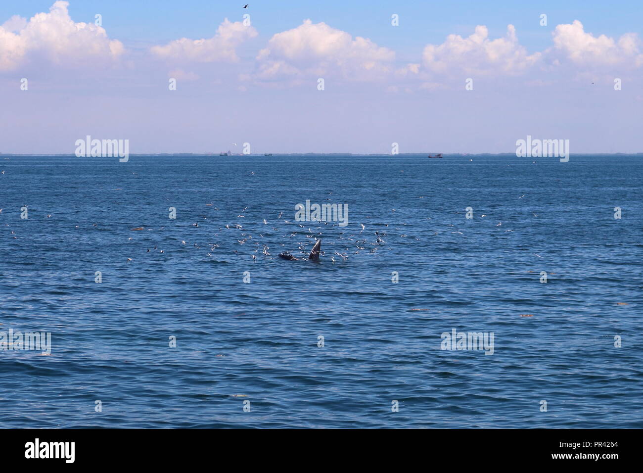 Rorqual de Bryde de manger des aliments dans le golfe de Thaïlande Banque D'Images