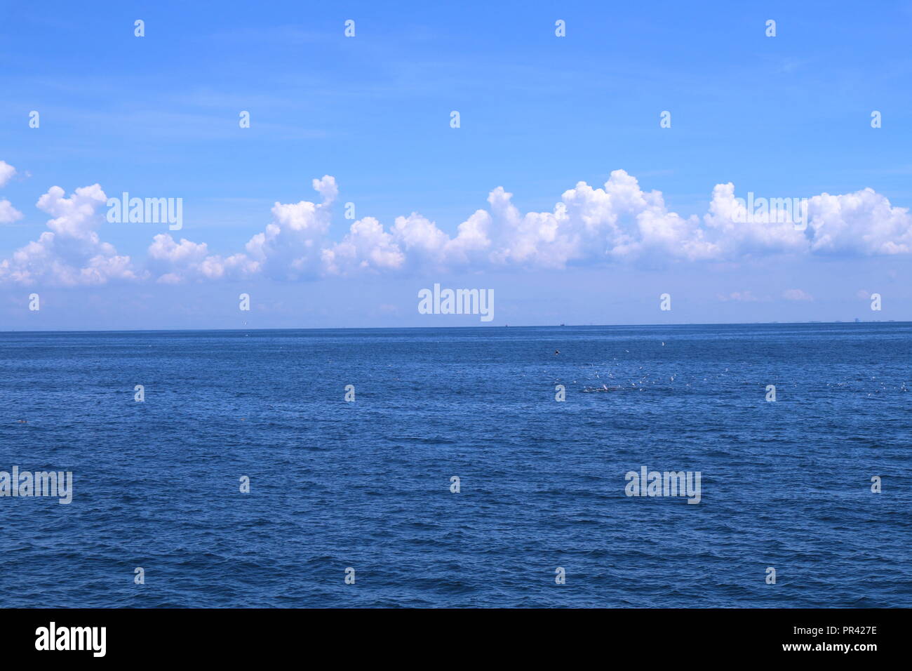 Rorqual de Bryde de manger des aliments dans le golfe de Thaïlande Banque D'Images