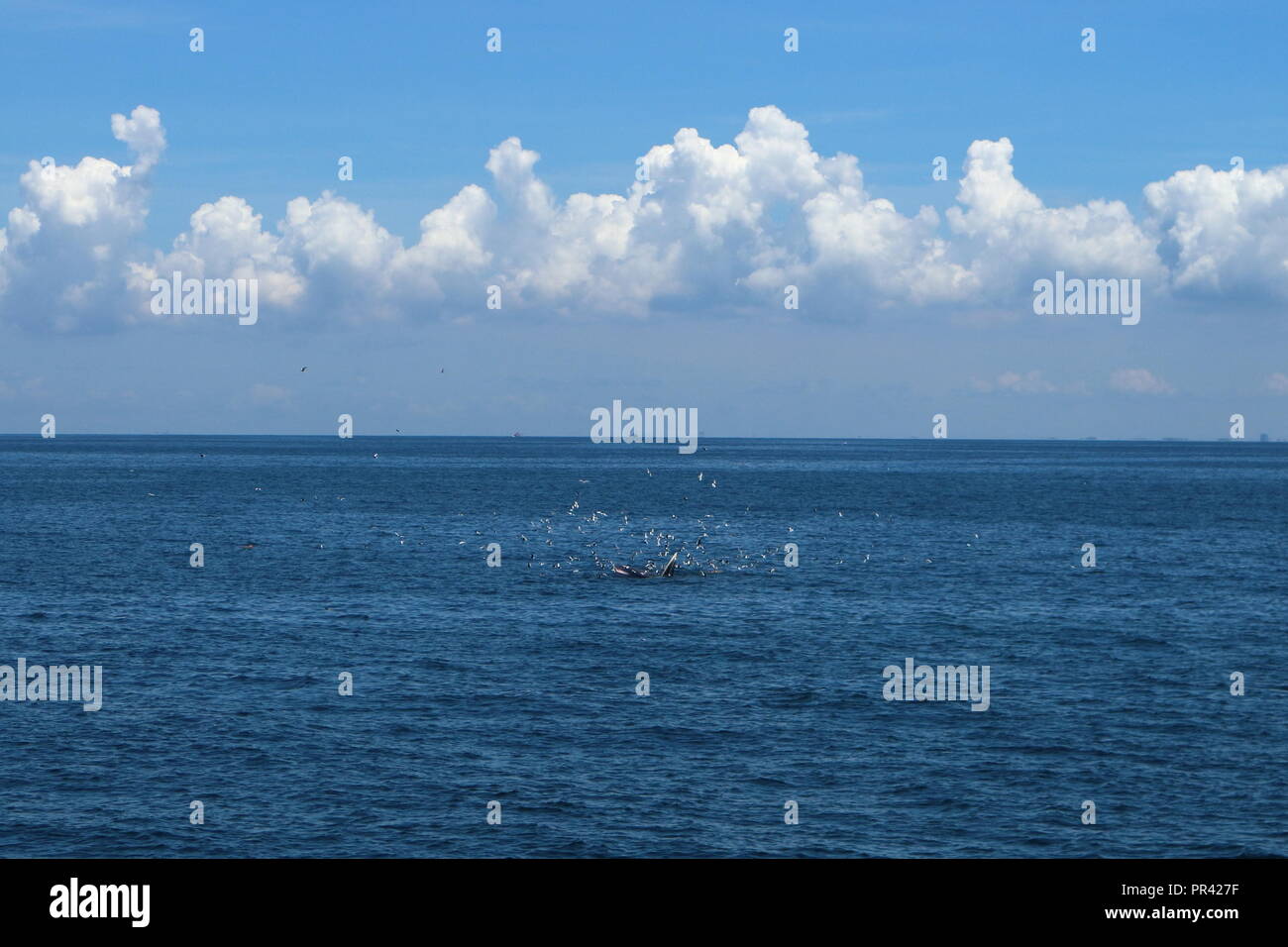 Rorqual de Bryde de manger des aliments dans le golfe de Thaïlande Banque D'Images