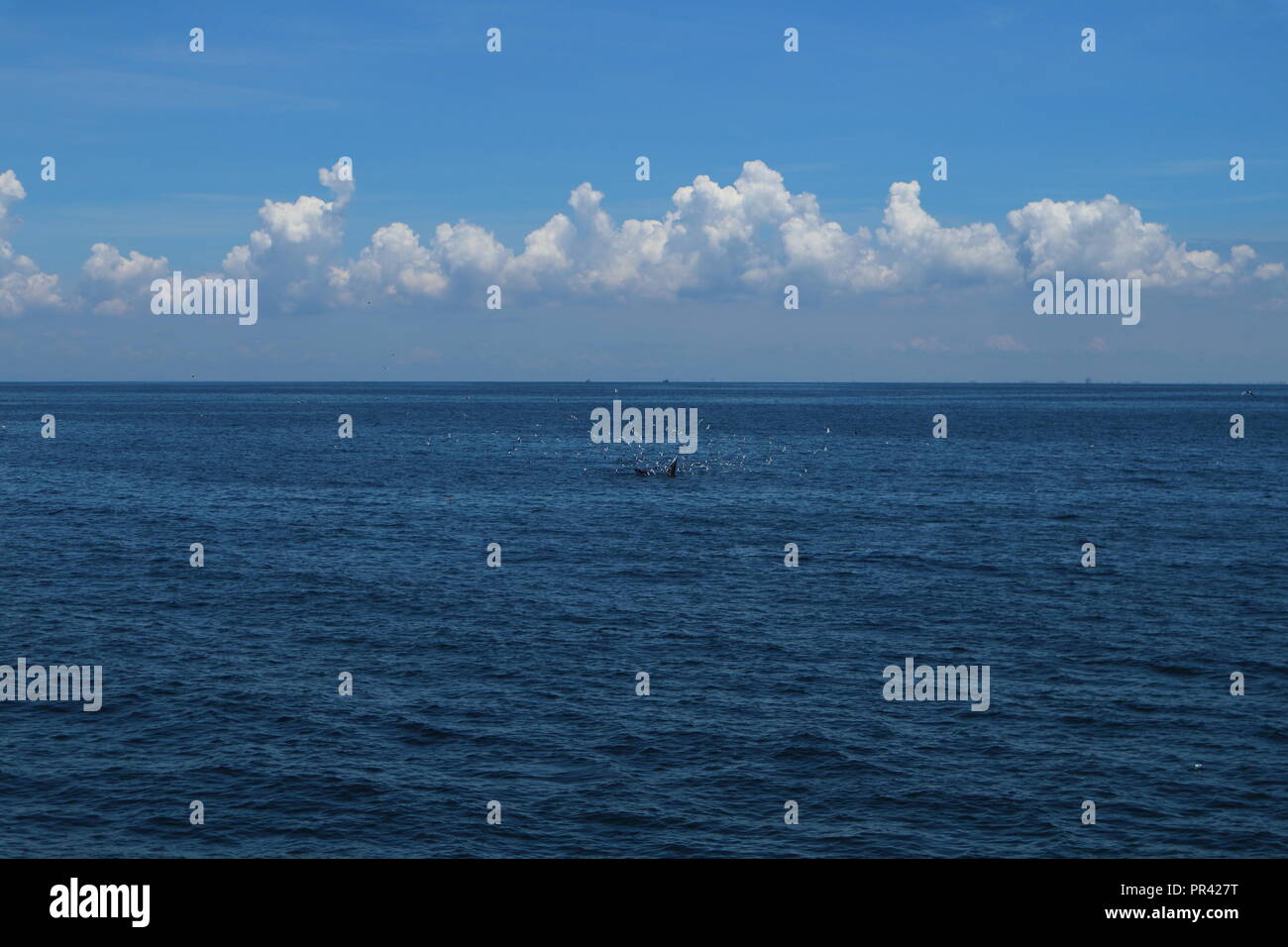 Rorqual de Bryde de manger des aliments dans le golfe de Thaïlande Banque D'Images