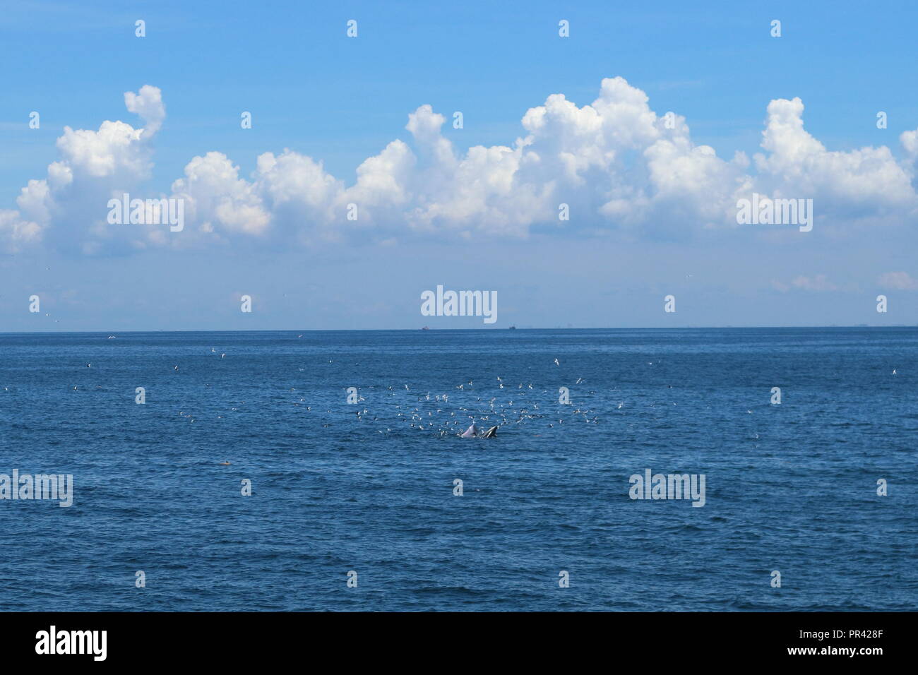 Rorqual de Bryde de manger des aliments dans le golfe de Thaïlande Banque D'Images
