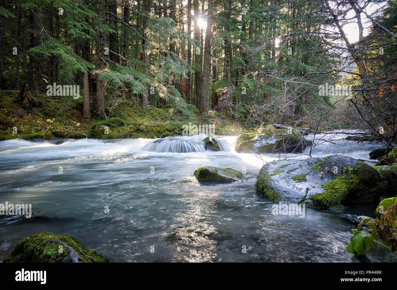 Une vue sur le soleil qui brille à travers sur l'embranchement nord de la rivière Dungeoness dans le Parc National Olympique à Washington. Banque D'Images