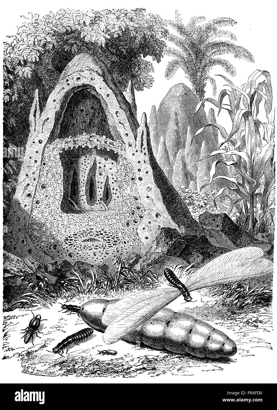 Bâtiments de termites d'Afrique du Sud : travailleur, femme, homme ailé, W. Freeman Banque D'Images