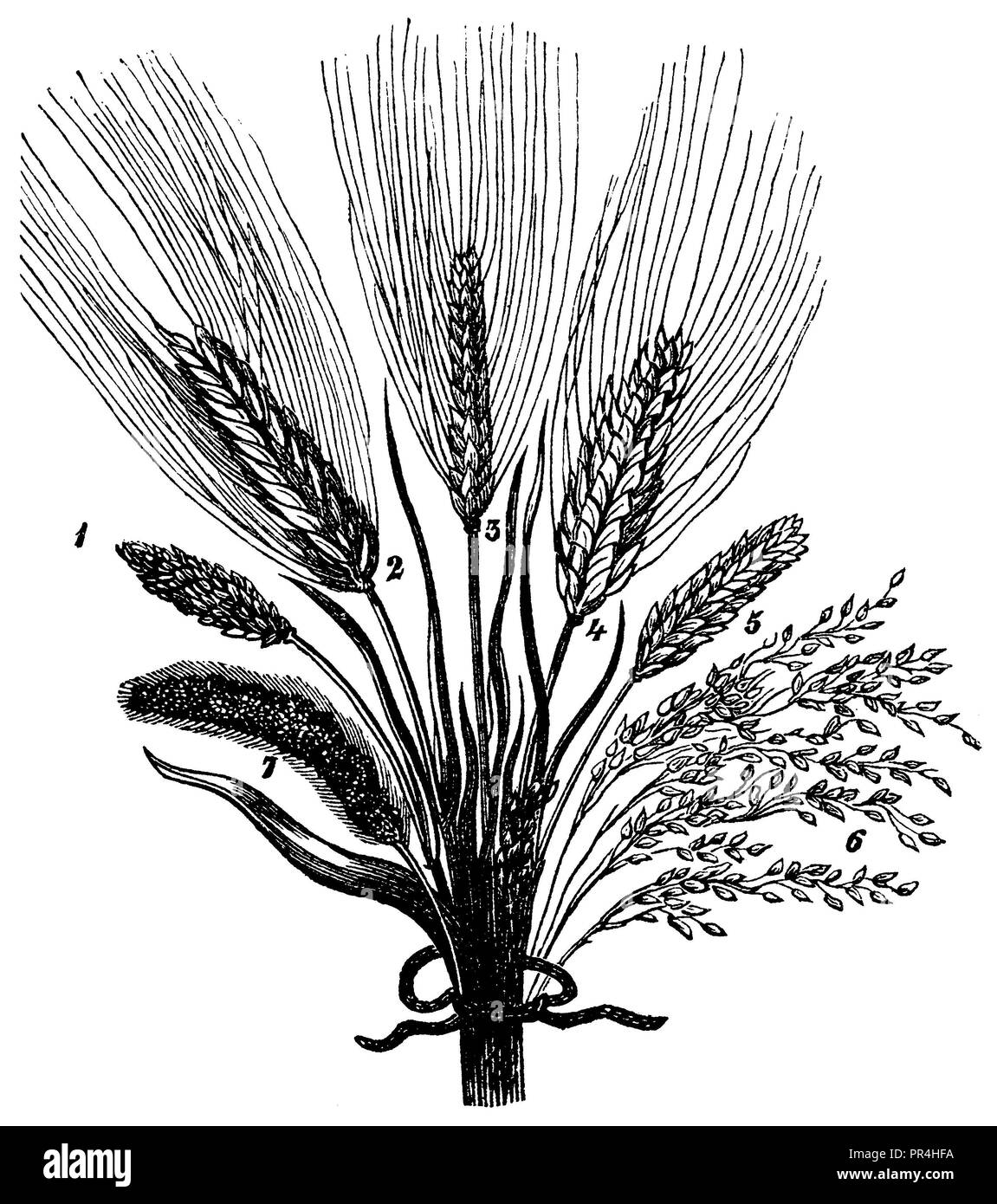 Les céréales de la pile le temps d'habitation. 1) petit échassier du blé (Triticum vulgare antiquorum). 2) l'orge à six rangs denses (Hordeum hexastichum densum). 3) petit six rangs et l'orge (Hordeum hexastichum sanctum). 4) blé égyptien (Triticum turgidum). 5) l'amidonnier (Triticum dicoccum Schr.). 6) European millet (Panicum miliaceum L.). 7) prunellier, Fennich (Setaria italica), 1874 Banque D'Images