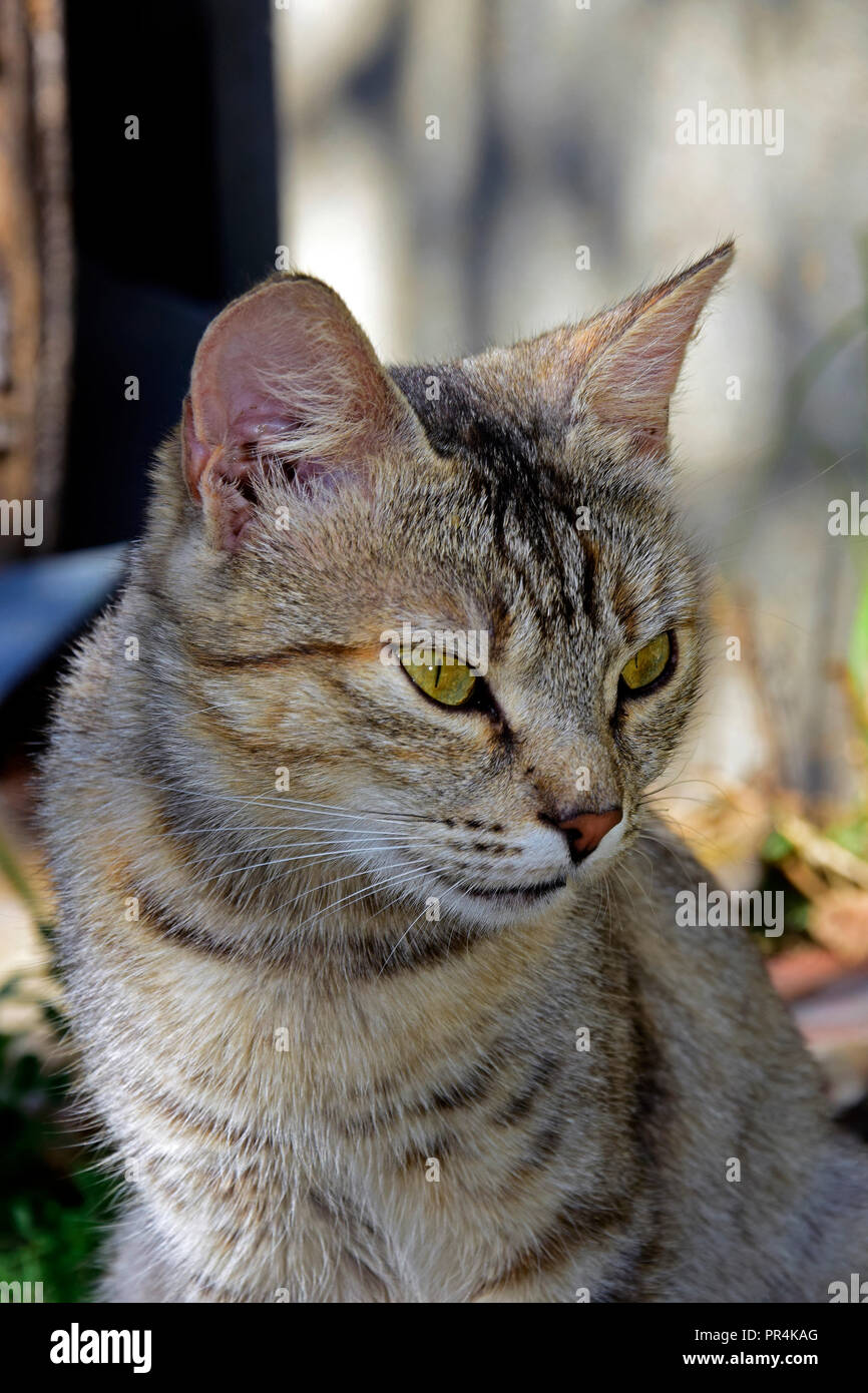 Portrait d'un chat tigré gris, rayé, avec des yeux vert jaunâtre à côté Banque D'Images