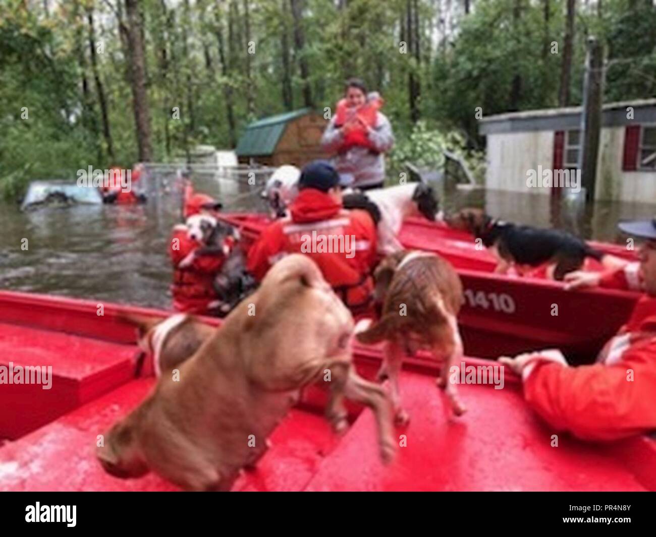 Les membres de la Garde côtière de réponse d'eau peu profonde de l'équipe de bateau 3 aider les gens et leurs animaux bloqués par l'eau de l'inondation causée par l'ouragan Florence près de Riegelwood, Caroline du Nord, le 16 septembre 2018. Banque D'Images