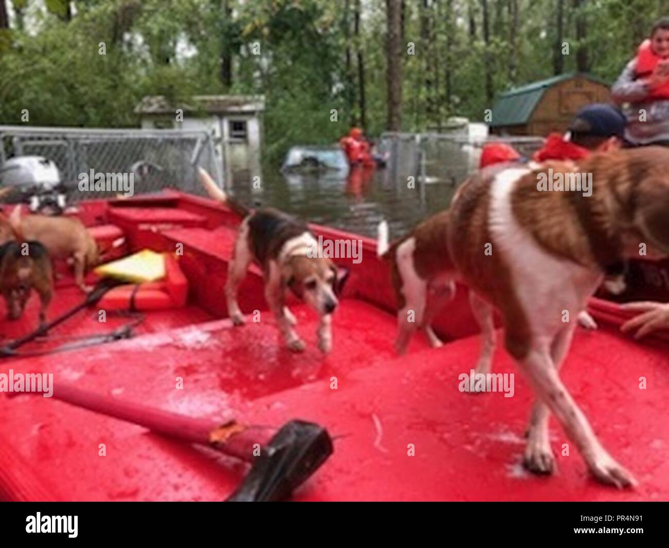 Les membres de la Garde côtière de réponse Shallow-Water Voile 3 aider les gens et leurs animaux bloqués par l'eau de l'inondation causée par l'ouragan Florence près de Riegelwood, Caroline du Nord, le 16 septembre 2018. Banque D'Images