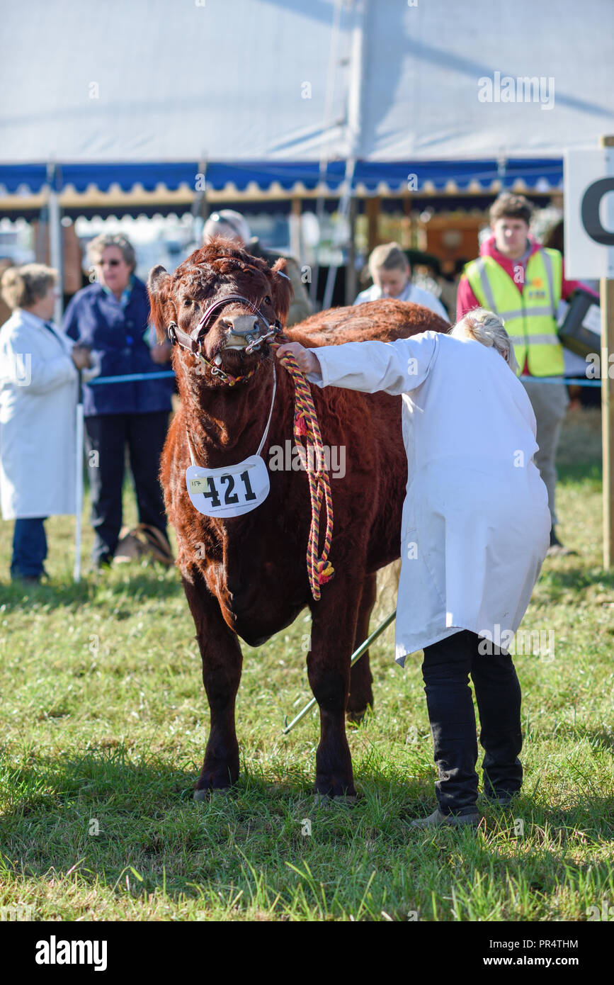 Peu de Carlton, Dorset, UK : 29 Septembre 2018 : Southwell de labour est le plus grand salon agricole un jour dans le Nottinghamshire, créé en 1855 et dirigé par un comité composé de gens d'affaires locaux et les amateurs en milieu rural. Le salon annuel a lieu à un endroit différent chaque année avec 2018 qui se tient à peu de Carlton. Crédit : Ian Francis/Alamy Live News Banque D'Images