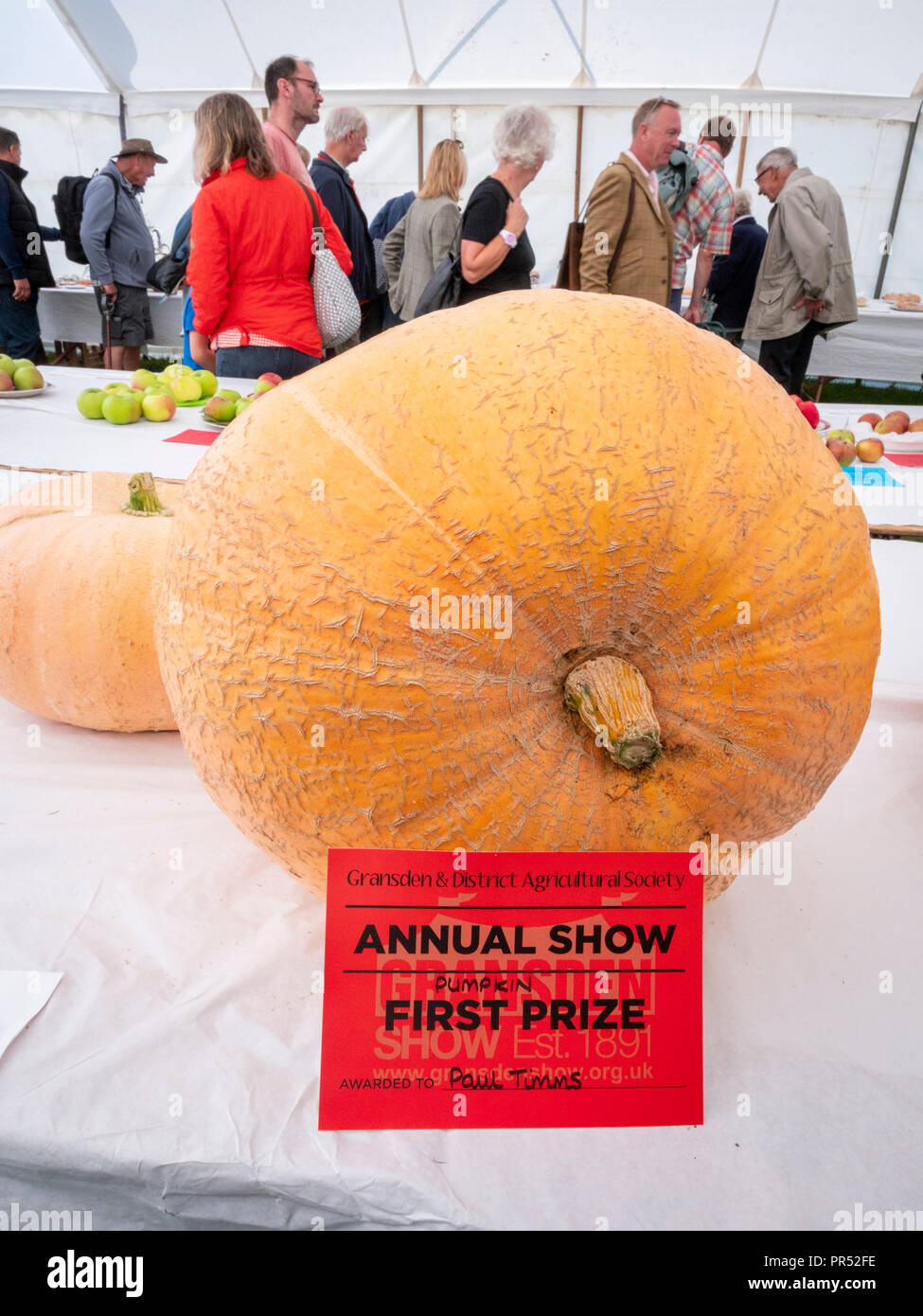 Great Gransden, UK. 29 septembre 2018, Great Gransden Cambridgeshire, Royaume-Uni. Entrées de la plus grosse citrouille la concurrence dans la production de tente sur l'affichage à la 116e assemblée annuelle Gransden and District Agricultural Society Show. L'événement met en valeur l'agriculture locale et la campagne de l'artisanat, de l'alimentation, de l'élevage. Julian crédit Eales/Alamy Live News Banque D'Images