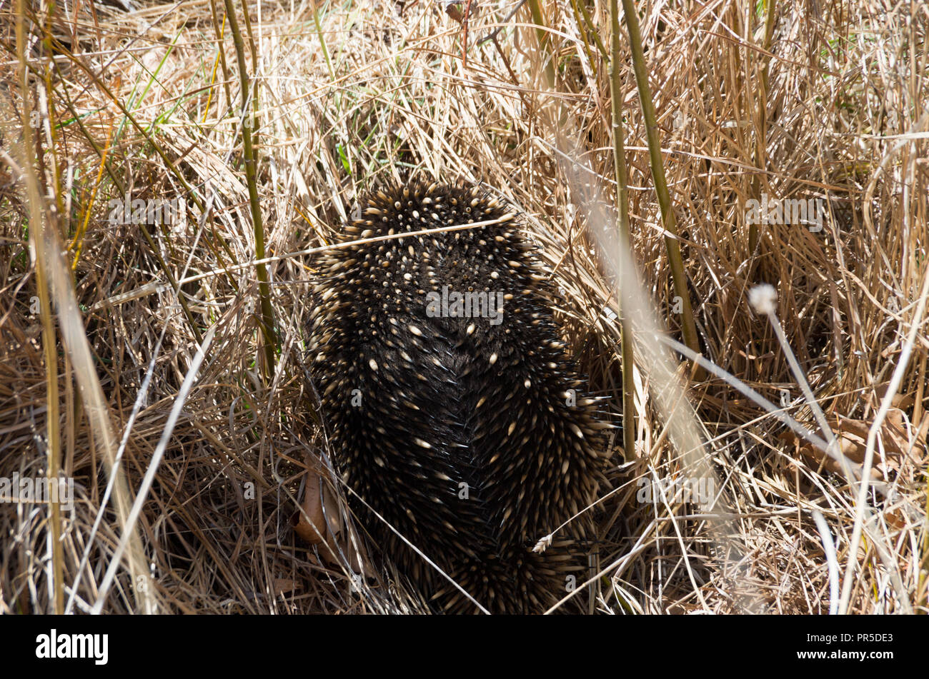 L'échidné le pâturage dans l'herbe par le côté de la route Banque D'Images