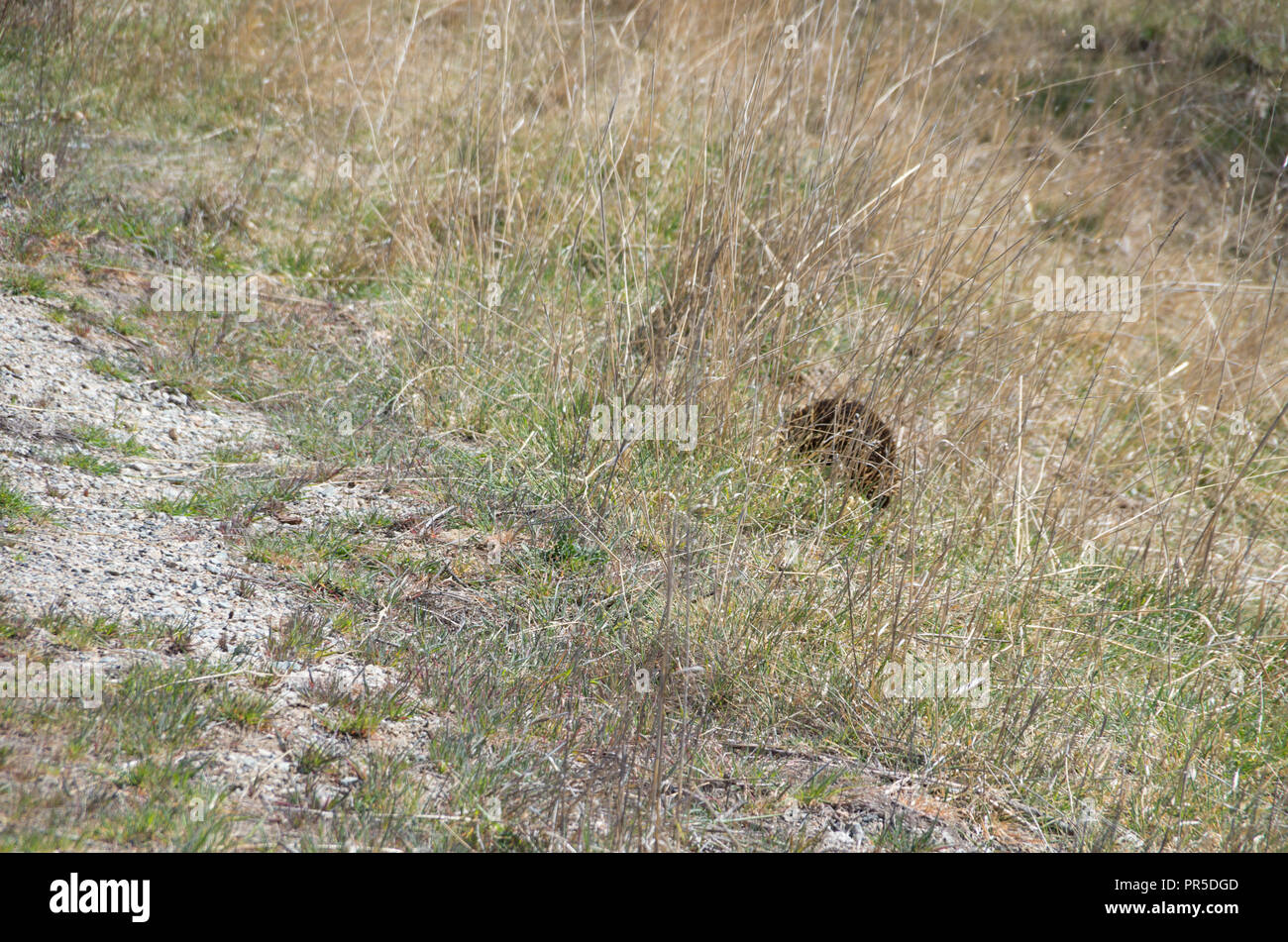 L'échidné le pâturage dans l'herbe par le côté de la route Banque D'Images