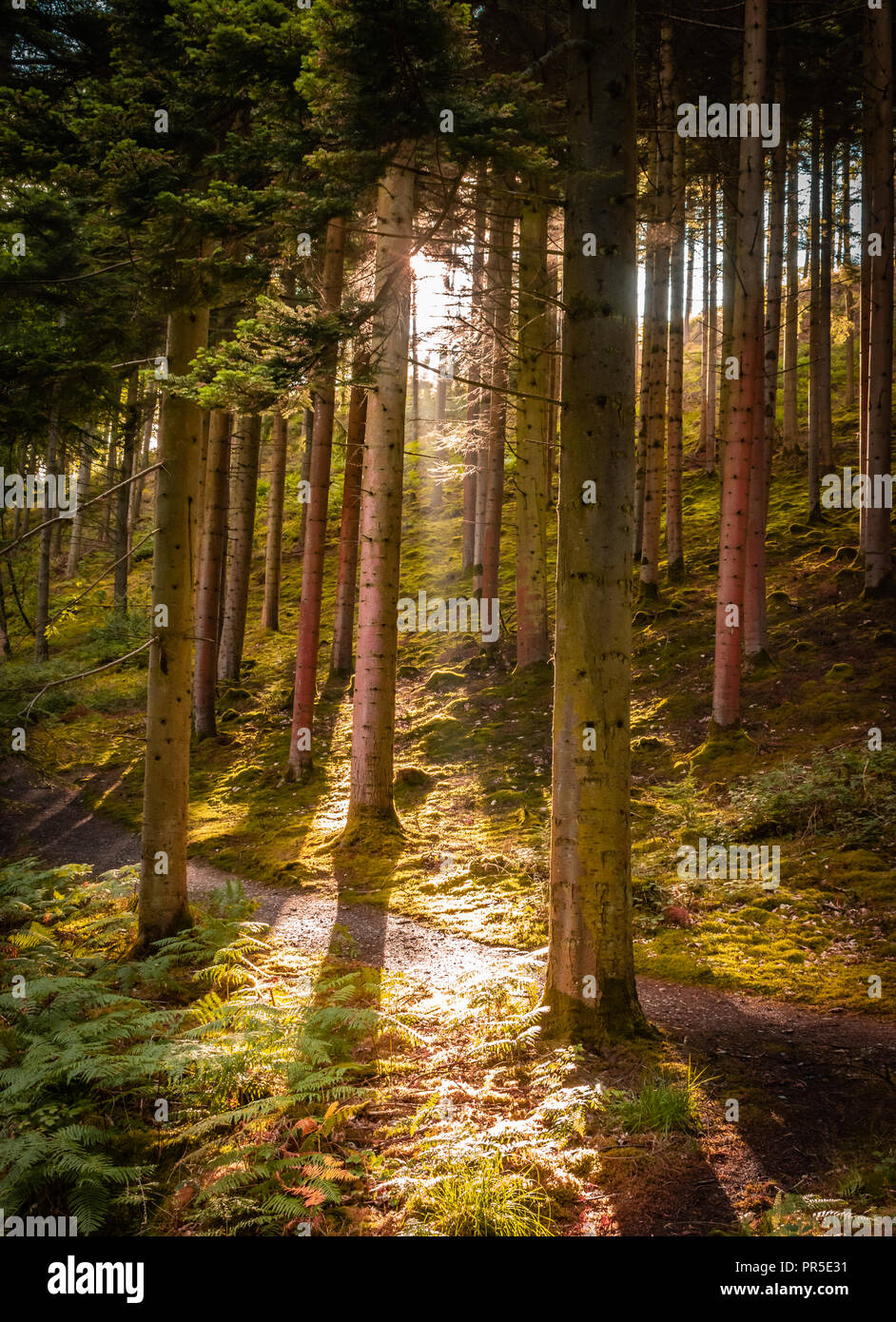 La lumière du soleil qui à travers les arbres en Pays de Galles, Aberystwyth Hafod Banque D'Images