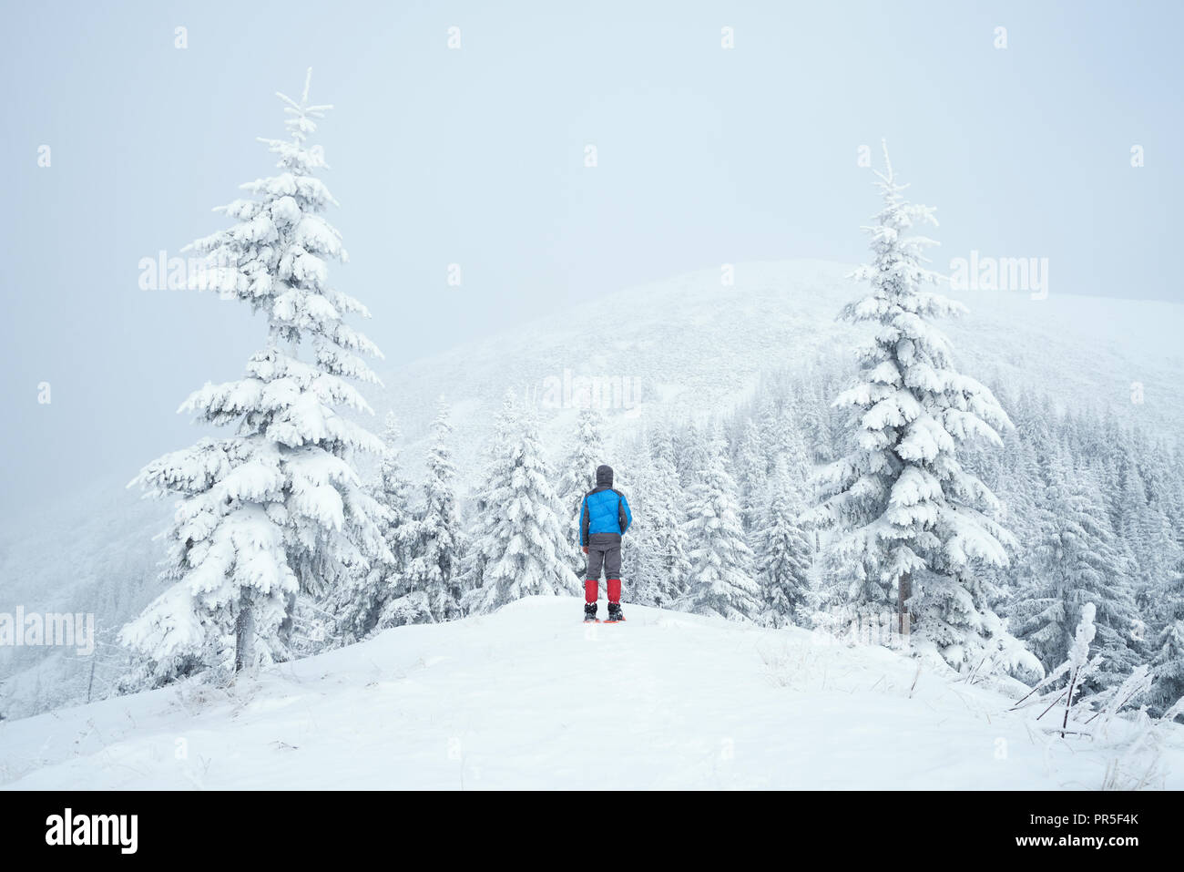 L'hiver dans les montagnes. L'homme est debout sur une colline et à la recherche en haut dans le brouillard. Forêt de sapin dans la neige après les chutes de neige Banque D'Images