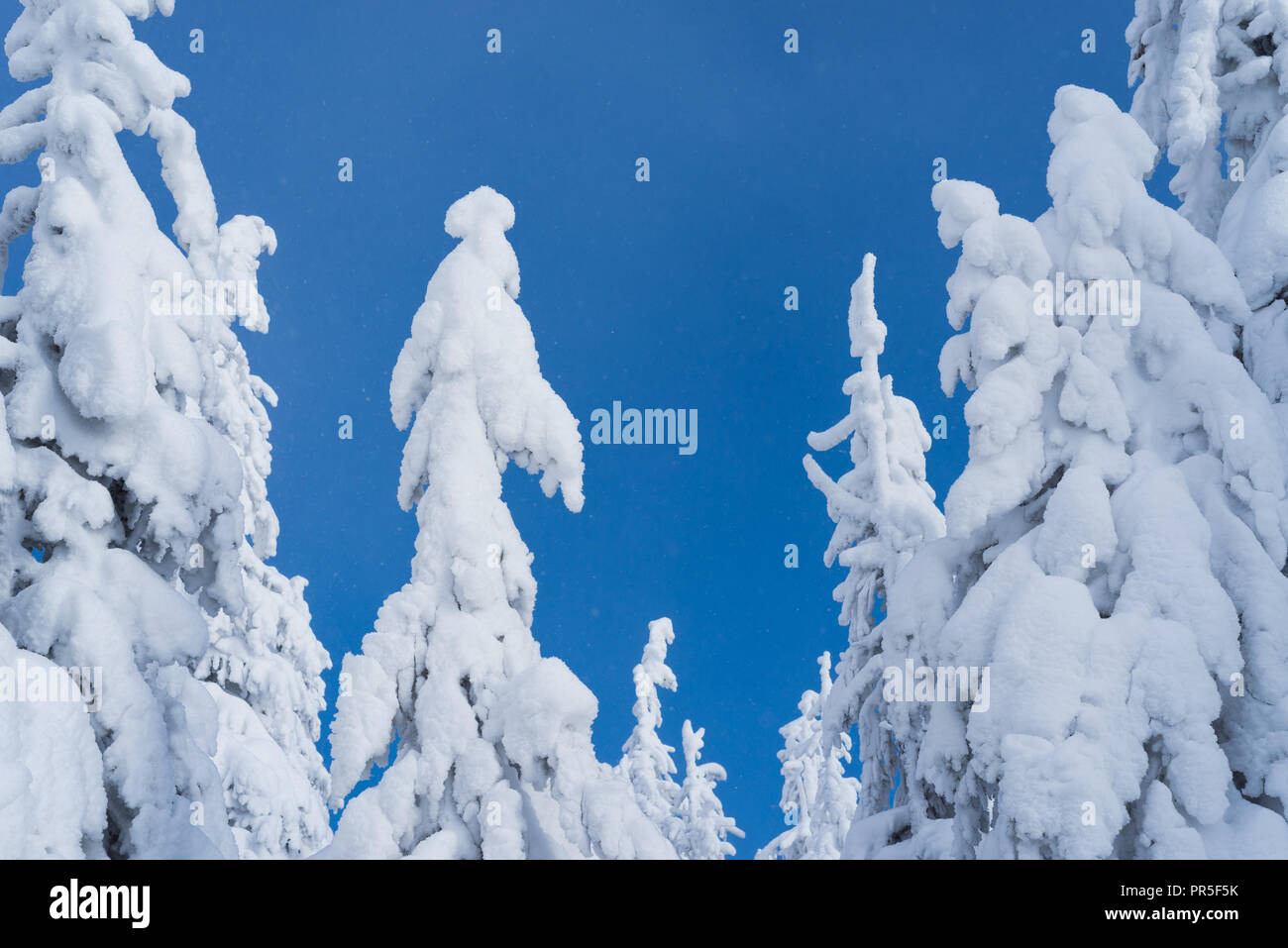 Vue de Noël. Sapins dans la neige sur fond de ciel bleu. Journée ensoleillée avec des chutes de neige dans la forêt. Belle hiver Banque D'Images