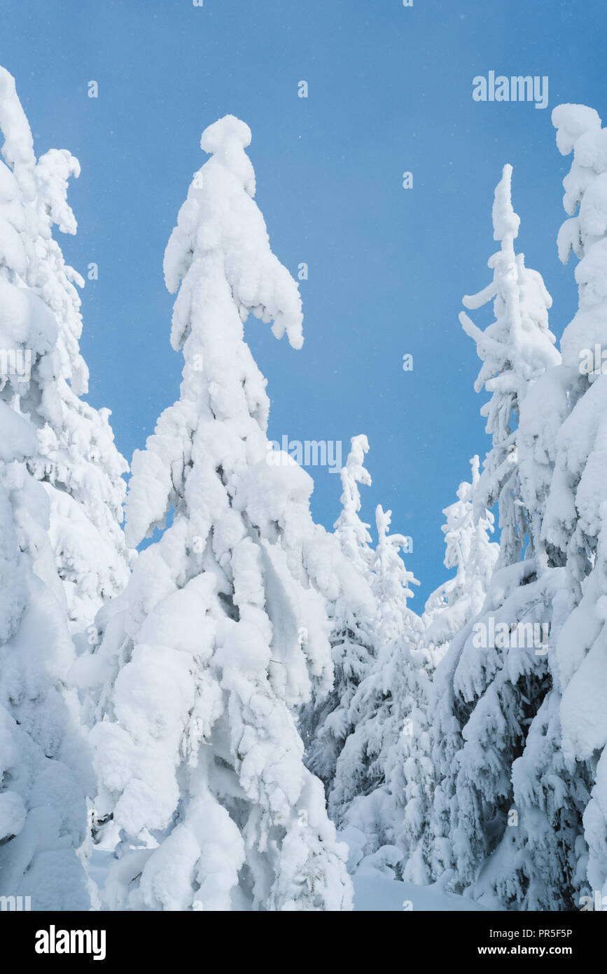 Vue de Noël. Sapins dans la neige sur fond de ciel bleu. Journée ensoleillée avec des chutes de neige dans la forêt. Belle hiver Banque D'Images