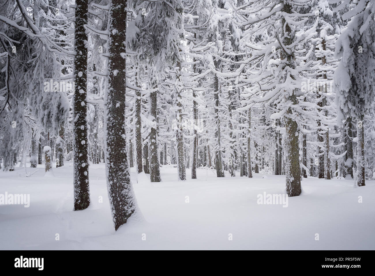 L'hiver dans les bois. Sapins dans la neige Banque D'Images