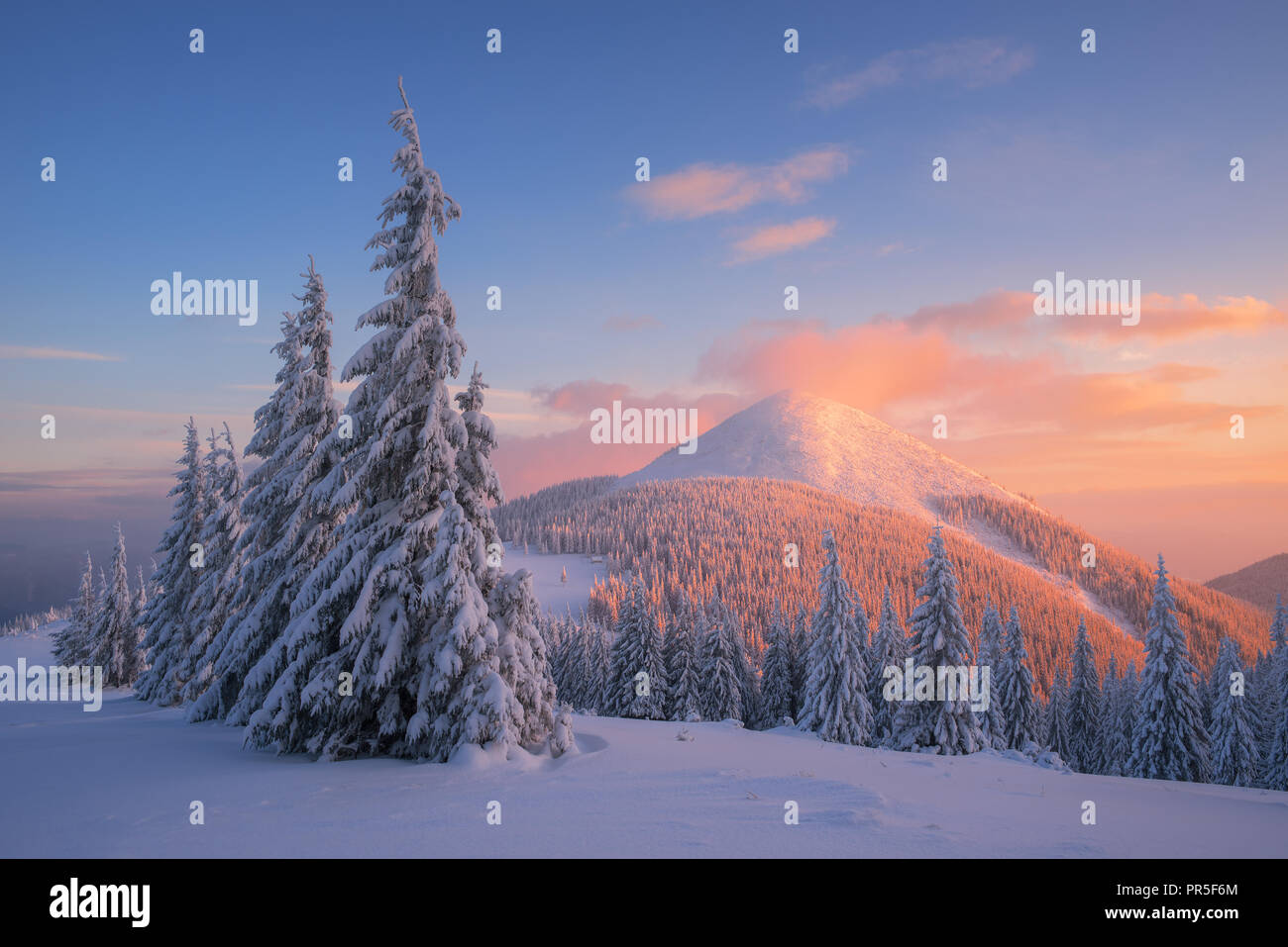 Paysage De Sapins De Noel Dans La Neige L Hiver Dans Les Montagnes Magnifique Coucher De Soleil Avec Des Nuages Rouges Superbe Vue A L Etat Sauvage Photo Stock Alamy