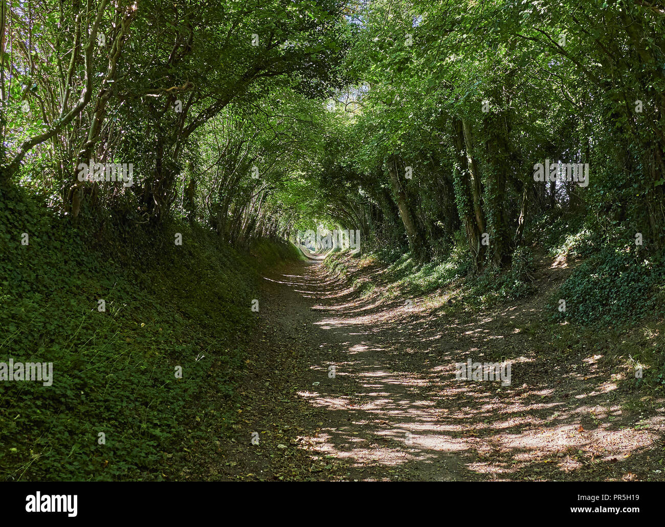 Stane Strreet ancienne voie romaine et le tunnel d'arbres sentier à Halnaker Moulin Banque D'Images