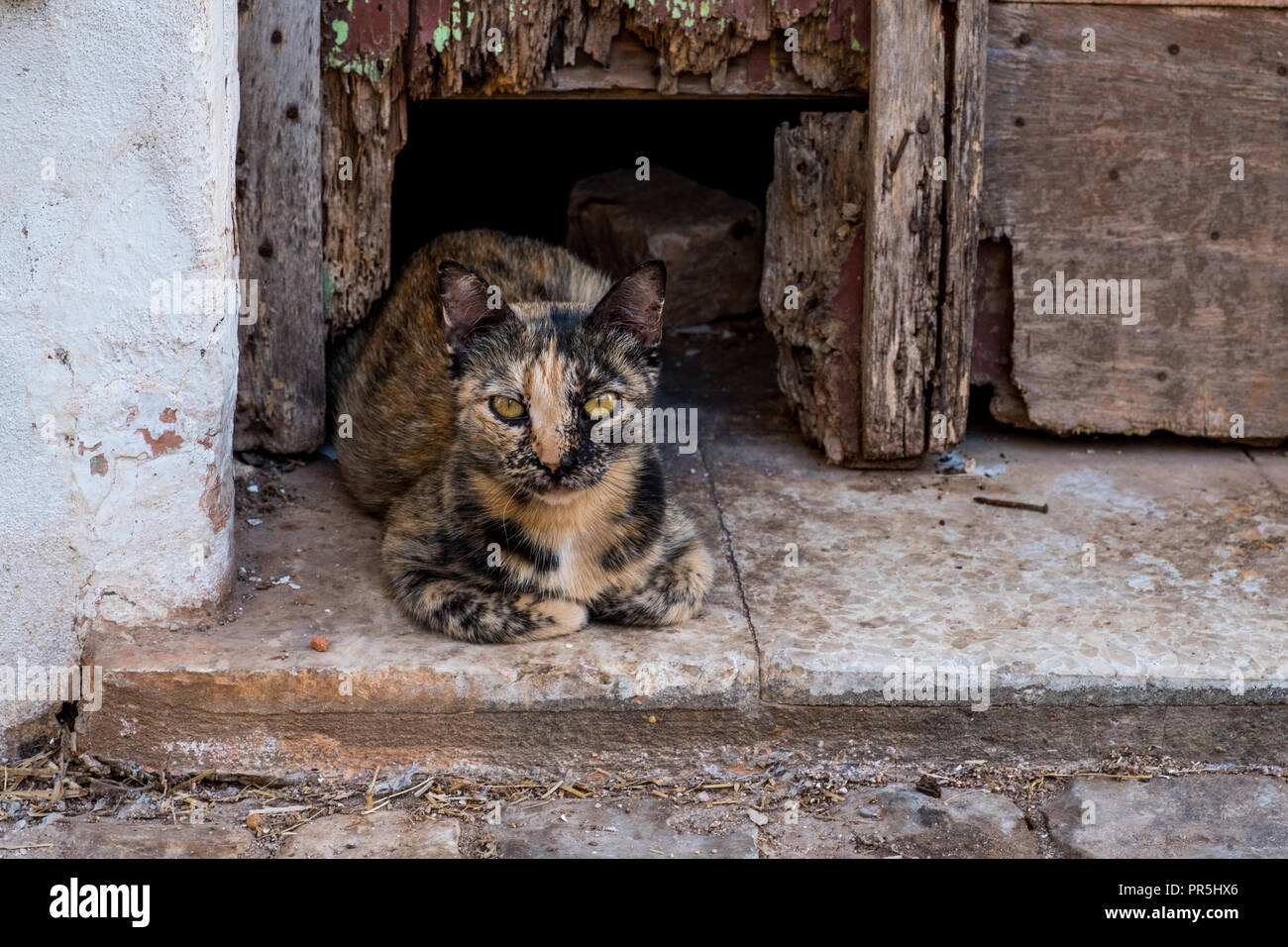 Beau chat siamois dormir dehors une maison de village, près de cactus. Banque D'Images
