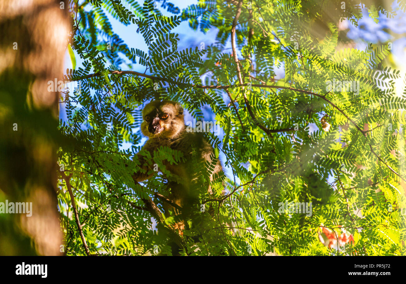Les forêts sèches, les Tsingy de Madagascar côte ouest. Lémurien mignon caché dans l'arbre. Banque D'Images