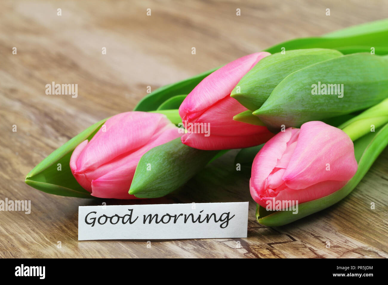 Bonjour carte avec trois tulipes roses Banque D'Images
