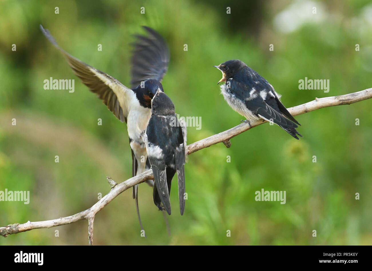 L'hirondelle rustique (Hirundo rustica) l'alimentation des bébés Banque D'Images