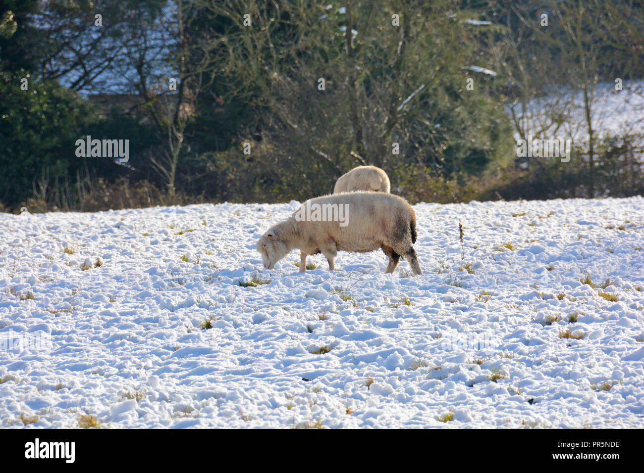 Moutons dans la neige, hiver. Banque D'Images