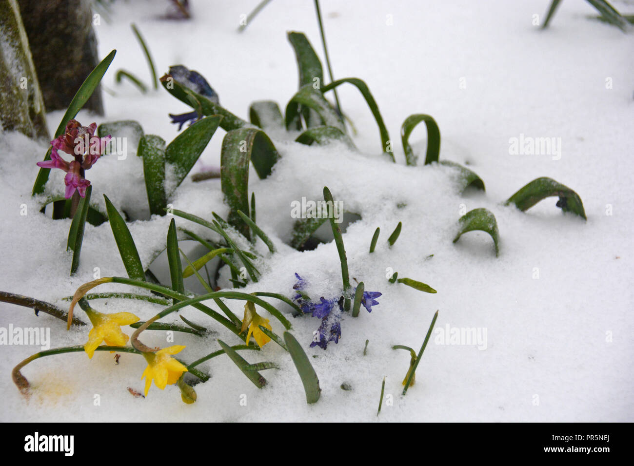 Fleurs d'hiver, saison de neige Banque D'Images