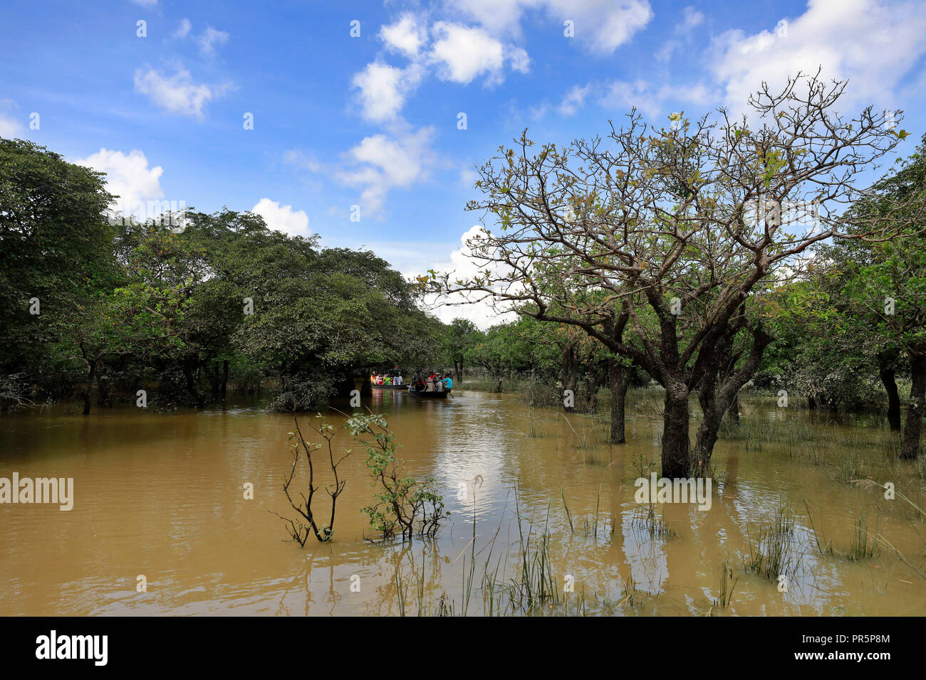 Sylhet, Bangladesh - Septembre 21, 2018 : Ratargul est la seule forêt marécageuse d'eau douce dans le pays et affectueusement appelée la "Amazon de Banglade Banque D'Images