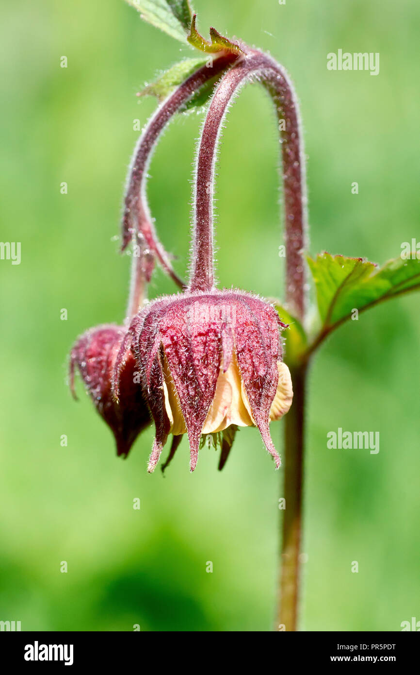 (Geum rivale Benoîte de l'eau), parfois appelé Billy's Bouton, gros plan d'une fleur simple à faible profondeur de champ. Banque D'Images