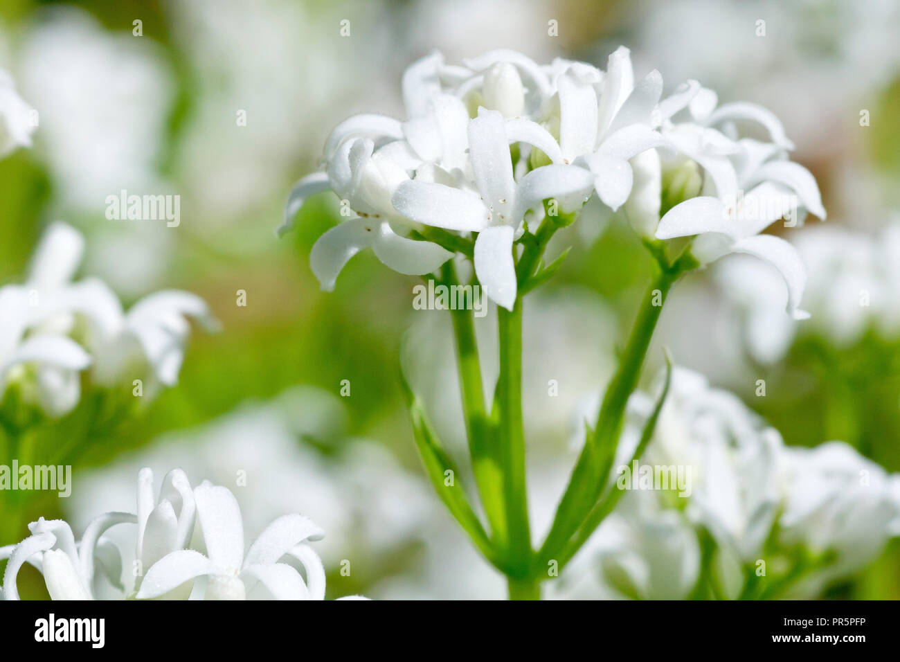 Woodruff ou Sweet Woodruff (Galium odoratum), close up d'un capitule de beaucoup. Banque D'Images