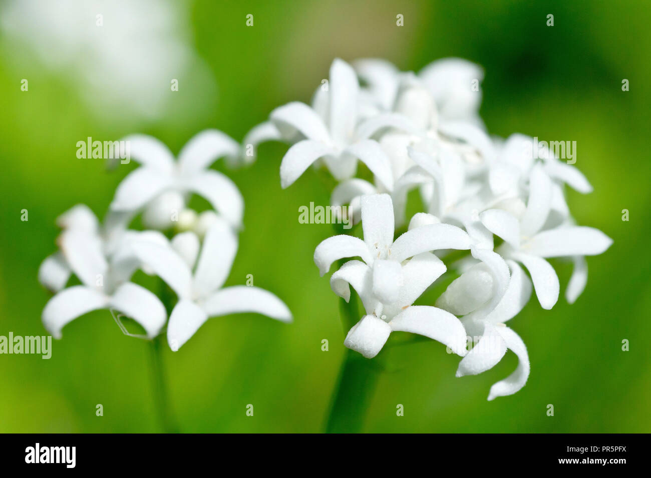 Woodruff ou Sweet Woodruff (Galium odoratum), gros plan d'une fleur solitaire tête. Banque D'Images