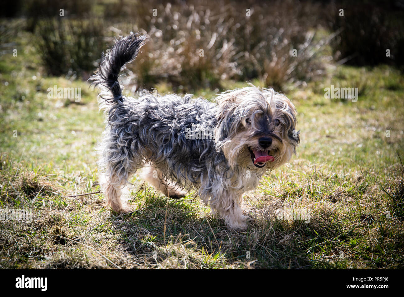 Photo de reno un Yorkshire terreur/ Jack Russell onn une promenade Banque D'Images