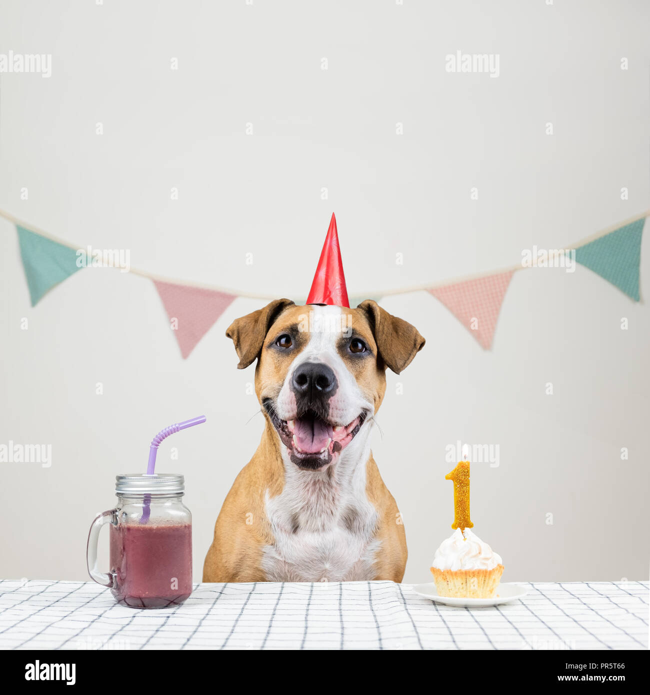 Chien Et Son Anniversaire Traiter Sous Forme D Un Gateau De Fete Et D Un Verre Chiot Mignon Dans Une Chambre Decoree De Poser Dans La Couronne Avec Un Muffin Photo Stock Alamy