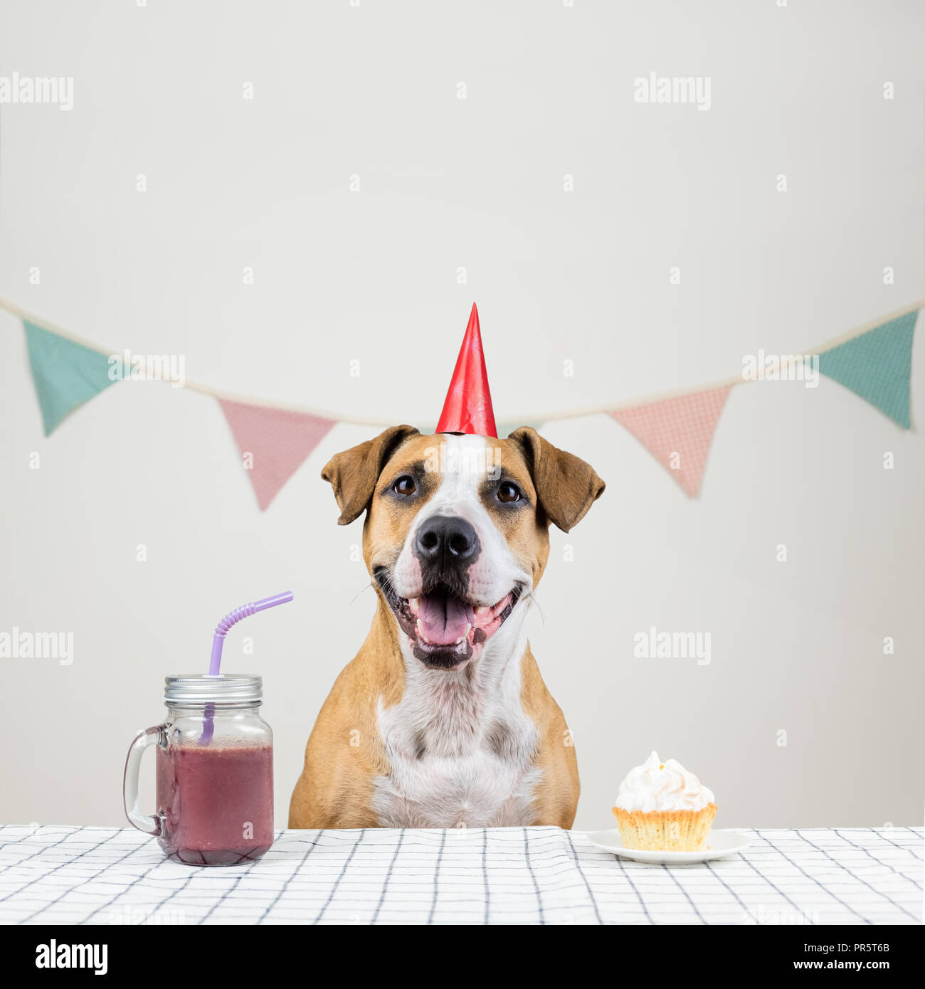 Chien Et Son Anniversaire Traiter Sous Forme D Un Gateau De Fete Et D Un Verre Chiot Mignon Dans Une Chambre Decoree De Poser Dans La Couronne Avec Un Muffin Photo Stock Alamy