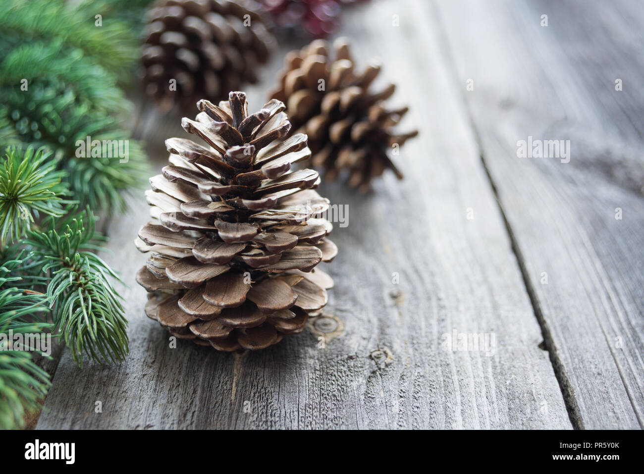 Concept de Noël : Cônes de pin et d'épinette branches sur l'arrière-plan de vieux panneaux en bois non peint, avec copie-space Banque D'Images