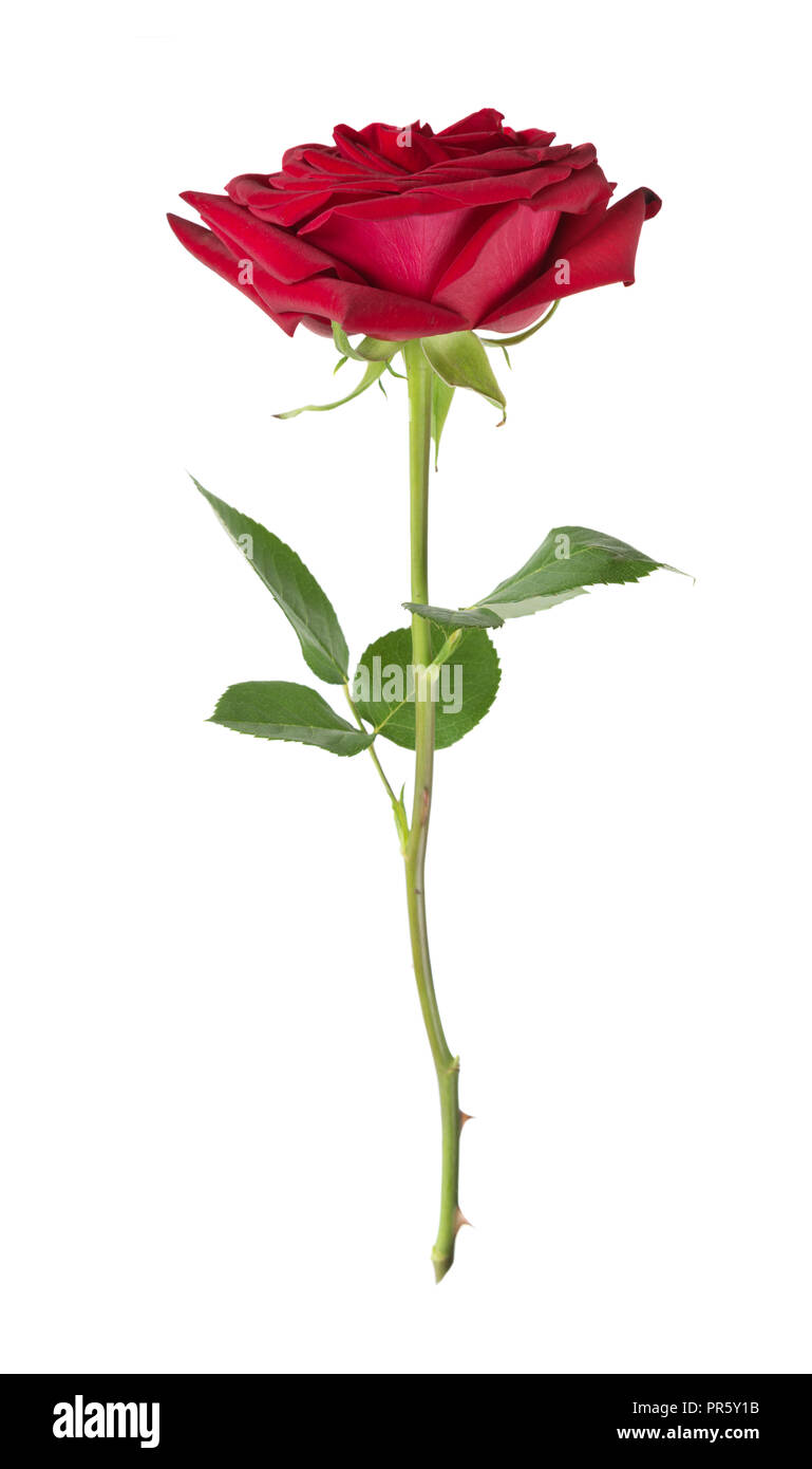 Dark-luxe rose rouge sur une longue tige avec des feuilles vertes isolé sur  fond blanc, side view Photo Stock - Alamy