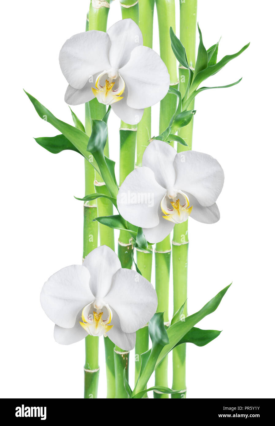 Plusieurs tiges de Lucky Bamboo (Dracaena Sanderiana) avec des feuilles vertes et trois fleurs orchidée blanche, isolé sur fond blanc Banque D'Images