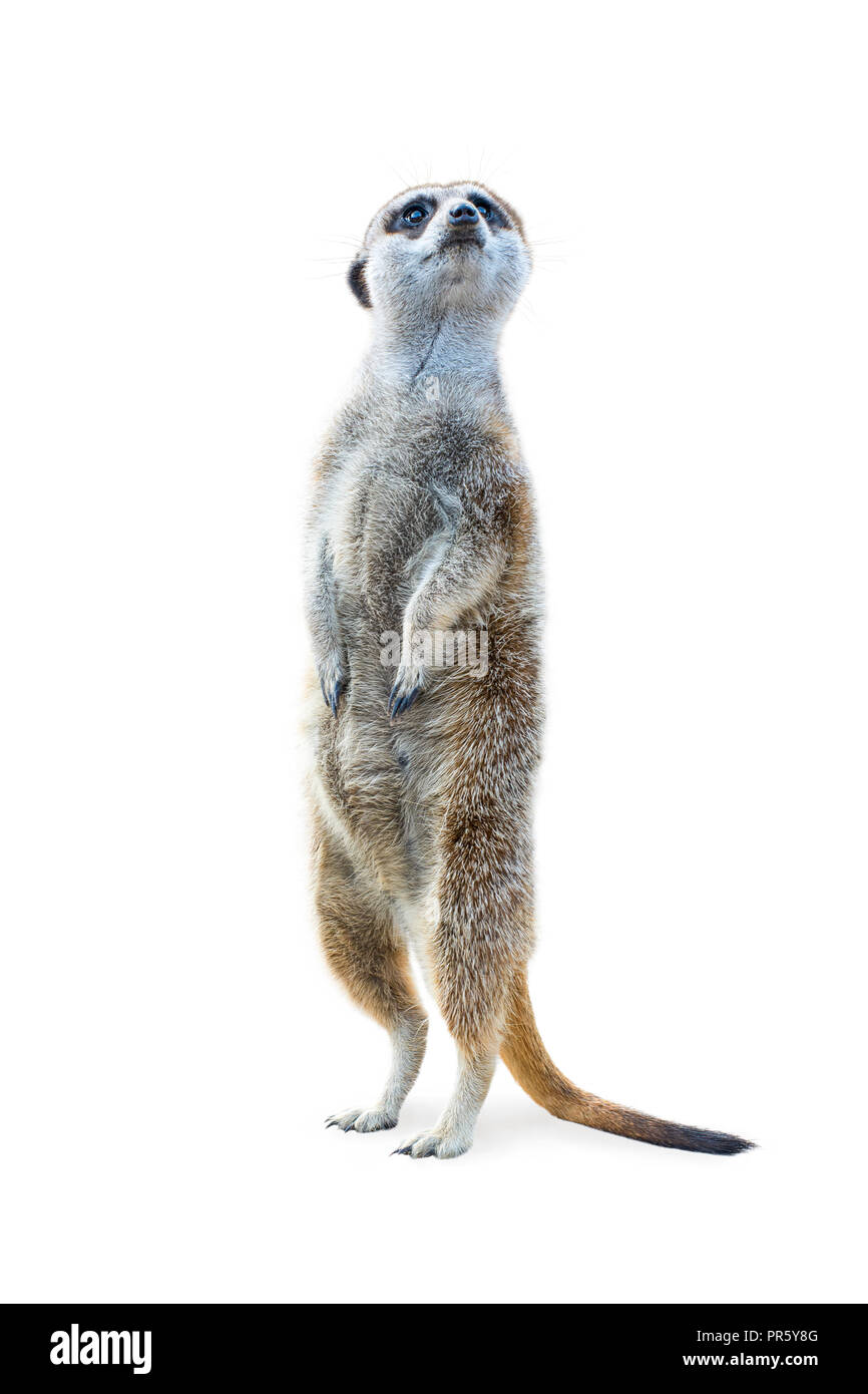 Portrait d'un meerkat debout et à alert isolé sur fond blanc. Banque D'Images
