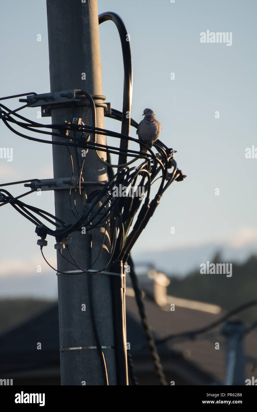 Capture de pigeon assis. La Slovaquie Banque D'Images