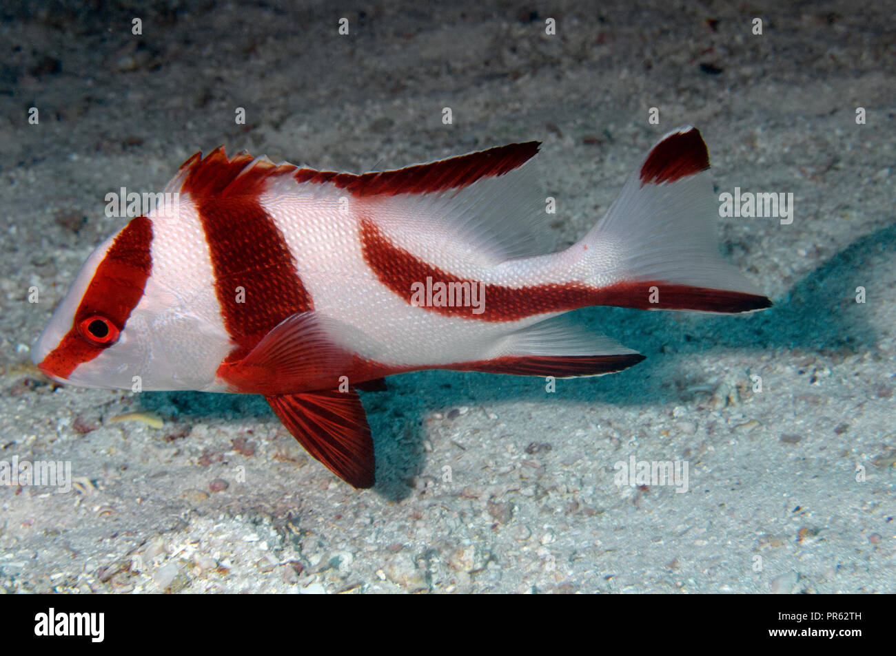 Red Snapper Lutjanus sebae empereur, Heron Island, Grande Barrière de Corail, Australie Banque D'Images