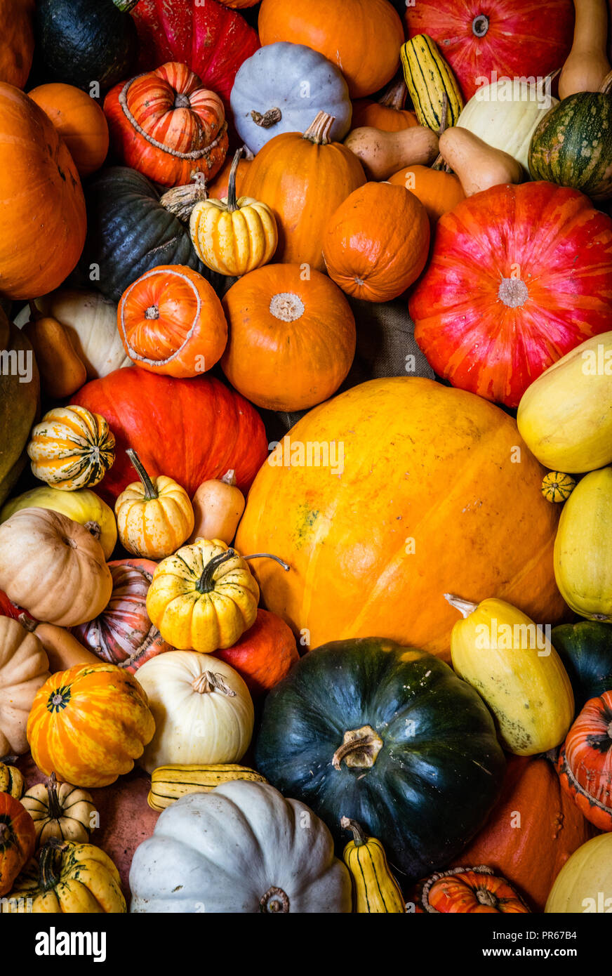 Collection colorée de sale les calebasses de citrouilles et courges dans une exposition pour célébrer les couleurs de l'automne UK Banque D'Images