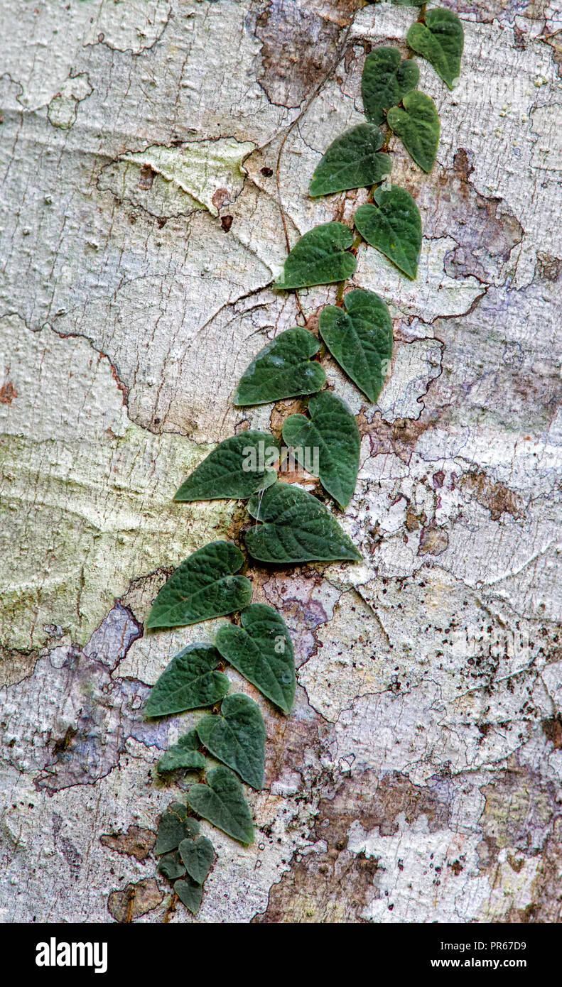 Plante grimpante s'accroche sur un tronc d'arbre de la forêt couverte par les lichens dans la Danum Valley, Bornéo. Banque D'Images