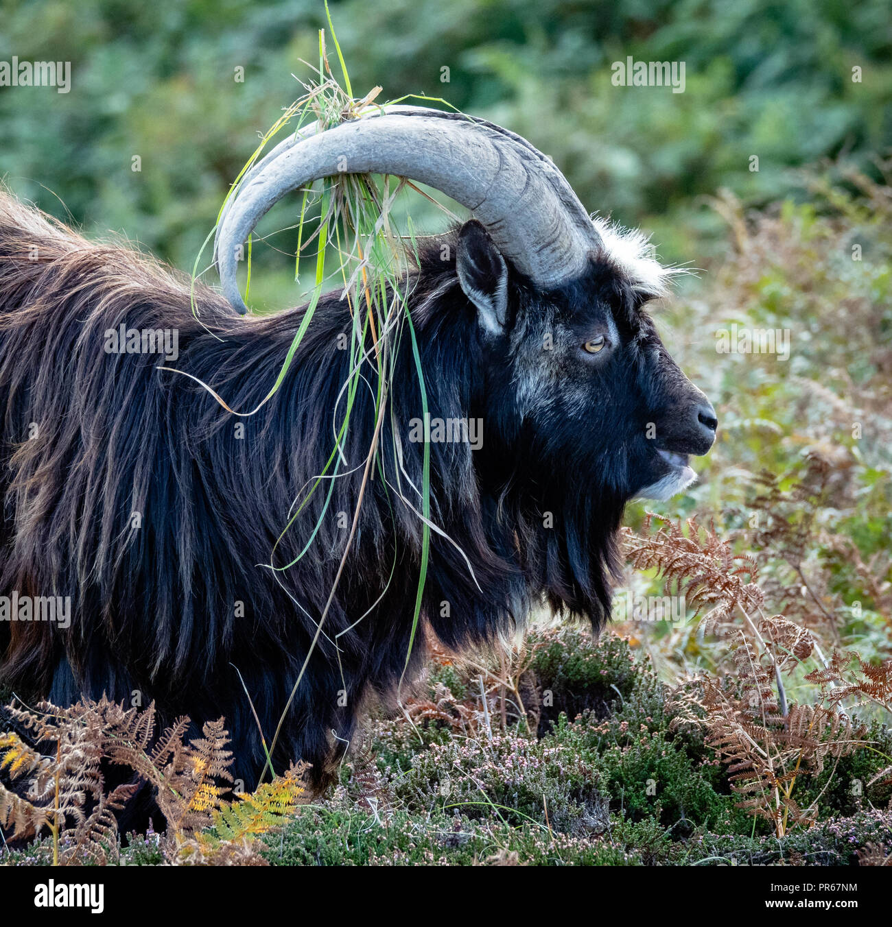 Chèvre sauvage de ram avec ses cornes de décoration de la végétation sur Lundy Island au large de la côte du Devon UK Banque D'Images