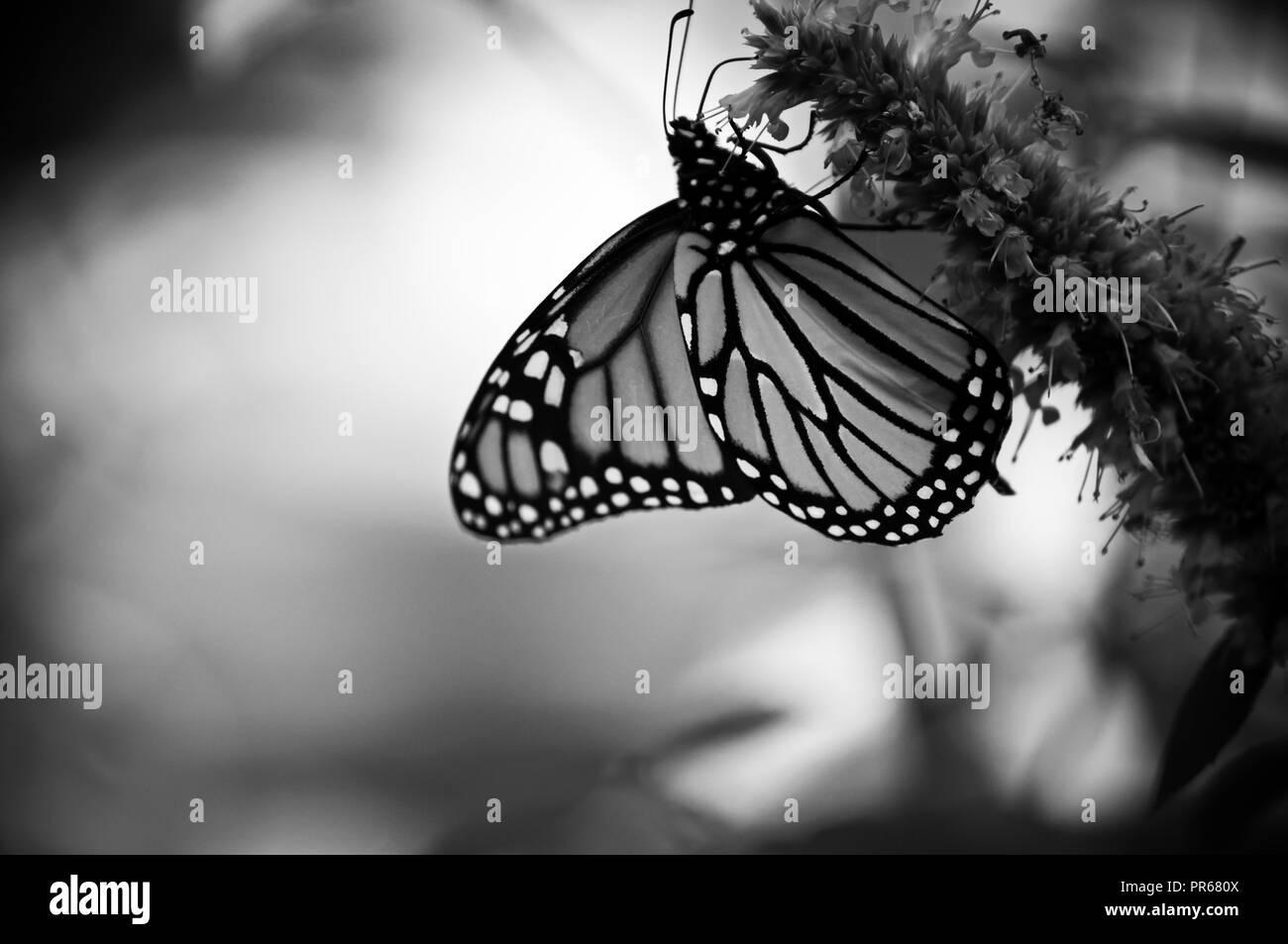 voyage en cours Banque D'Images