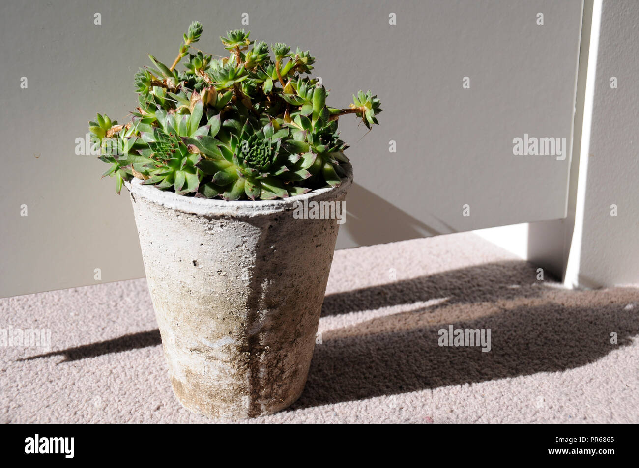La vie encore d'un succulent plant en pot Banque D'Images