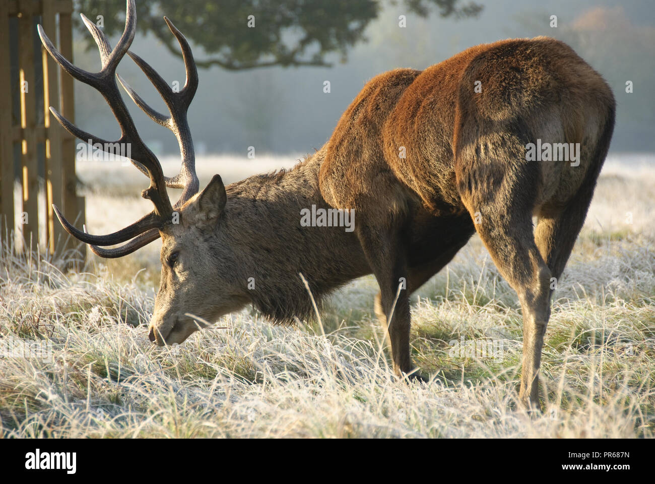 Large red stag deer stag sur un frosty matin ensoleillé Banque D'Images