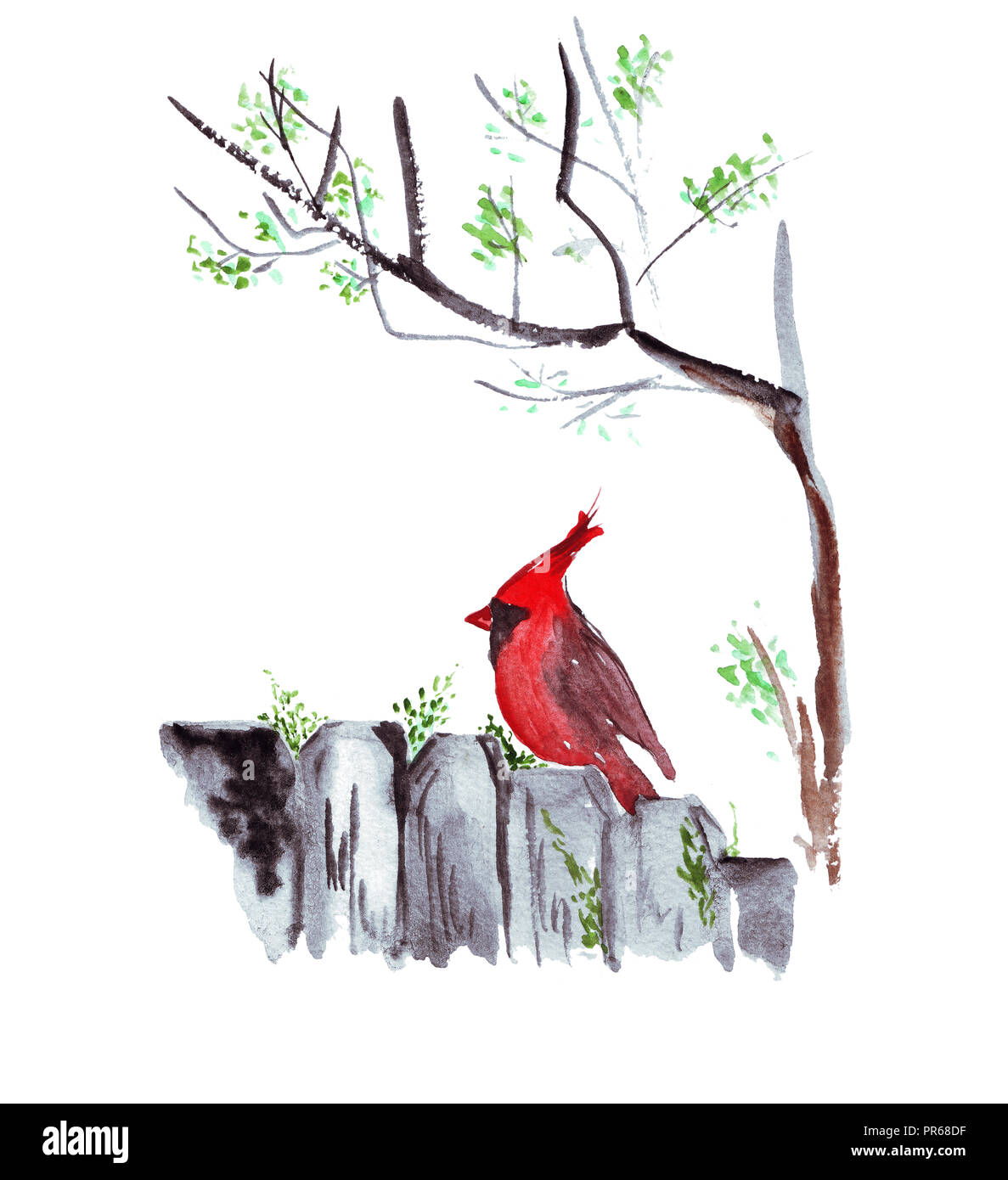 Différents oiseaux colorés de différentes races : chickadee, colibris, perroquets et le cardinal Banque D'Images