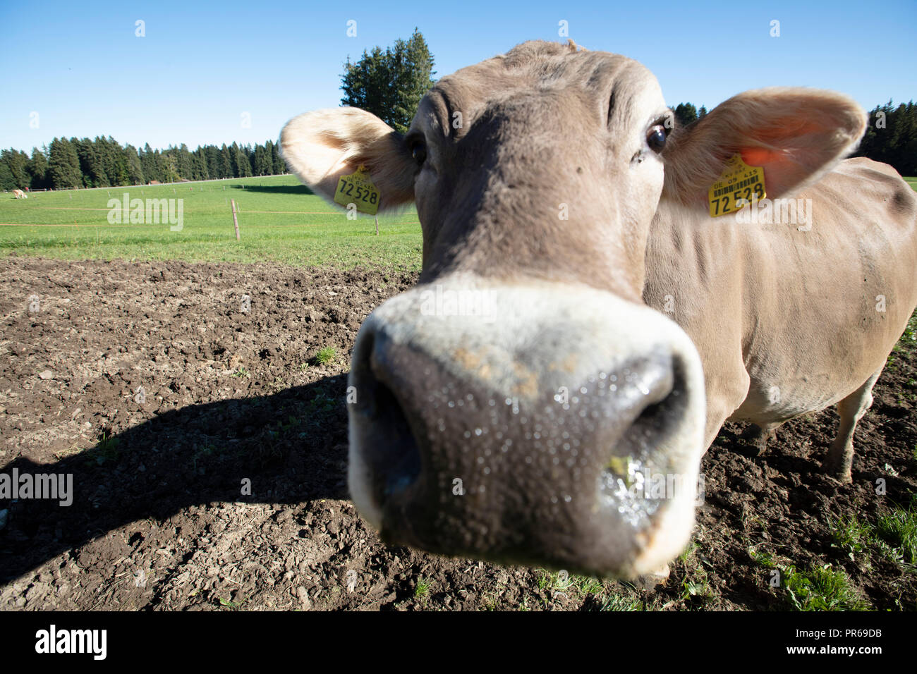 Les vaches sur un champ, Kühe auf der Weide Banque D'Images